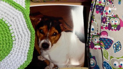 Donano un pacco speciale al rifugio: il biglietto e gli oggetti al suo interno emozionano tutti