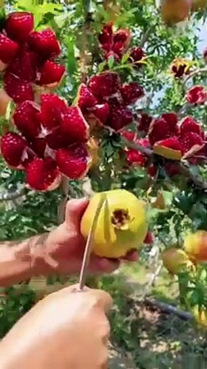 Amazing fruits in the world