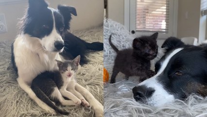 Dog Conquers Lifelong Fear and Becomes Ideal Foster Mum to Kittens