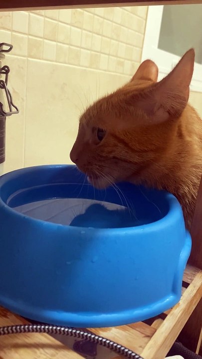 My Cat Doesn’t Know How to Drink Water