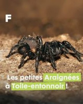 Araignées à Toile-entonnoir : de mignons Bébés aux venins salvateurs !