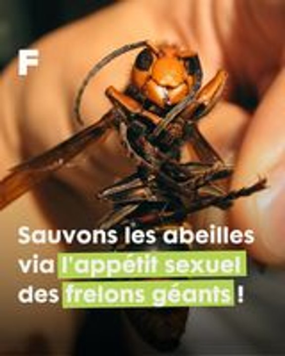 Protégeons nos abeilles en contrecarrant l'appé...
