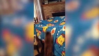 Funniest Cat Videos Compilation in 2 Minute