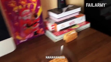 Funny Cat Fails Funny Cat Compilation - FailArmy