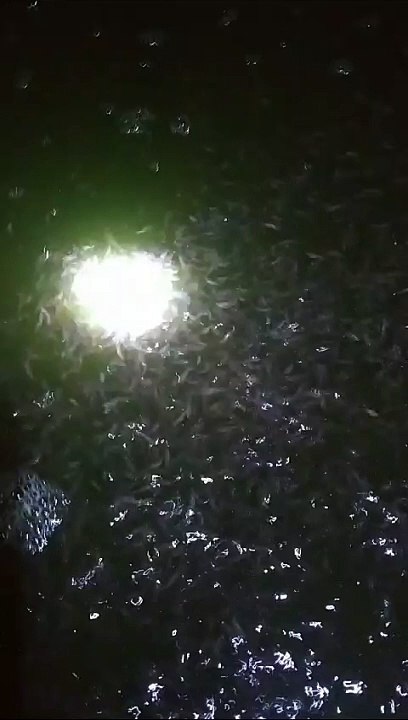 Bibit lele ukuran kecil pakannya butiran keci, 1-2cm dan 2-3cm pakai pf 500