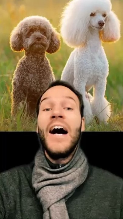 Caniche = chien de chasse ??!