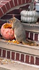 Randy The Squirrel Chunks Up For The Winter