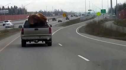 Taxidermied Bison Catches a Ride in Pickup Truck
