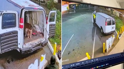 Thieves throw French Bulldogs into van during pet shop burglary