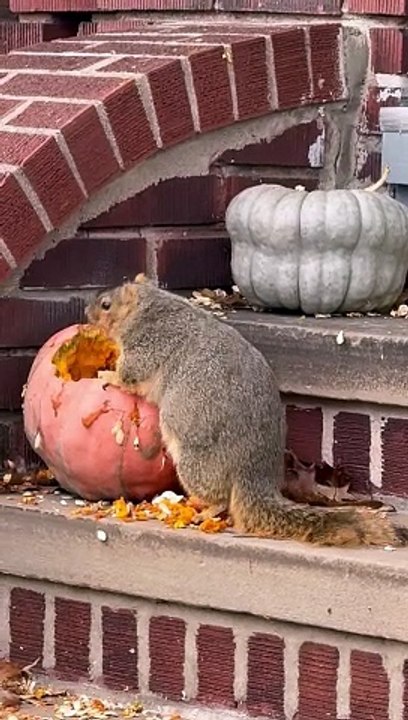Randy The Squirrel Chunks Up For The Winter