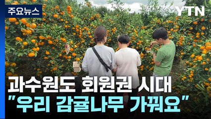 과수원도 회원권 시대..."우리 감귤나무 가꿔요" / YTN