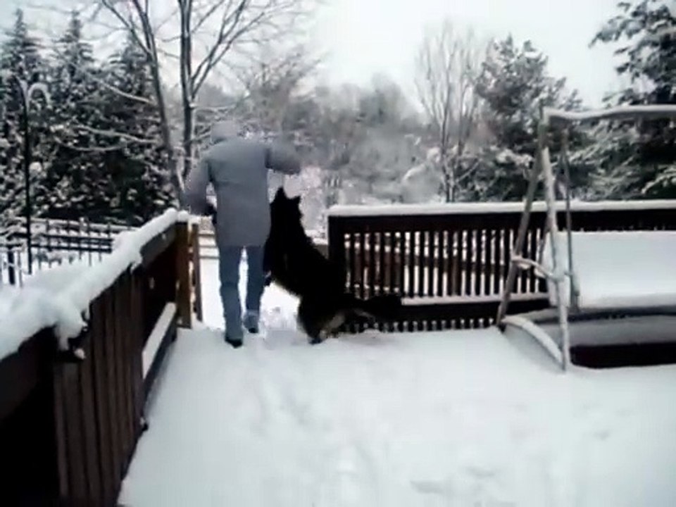 Jim Henson Dogs Xexuson - Real Life Dog Segment - Shepard Snow Winter Day