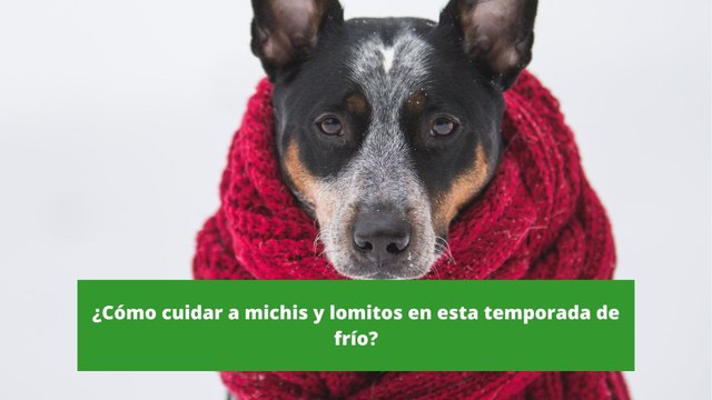 ¿Cómo cuidar a michis y lomitos en esta temporada de frío?