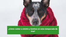 ¿Cómo cuidar a michis y lomitos en esta temporada de frío?