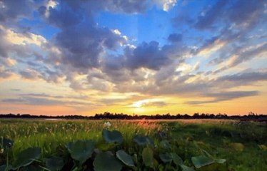 Lotus Pond Music | English Music | English Song