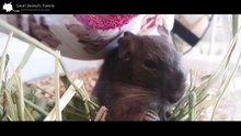 What kind of person is the owner of a degu or chipmunk?