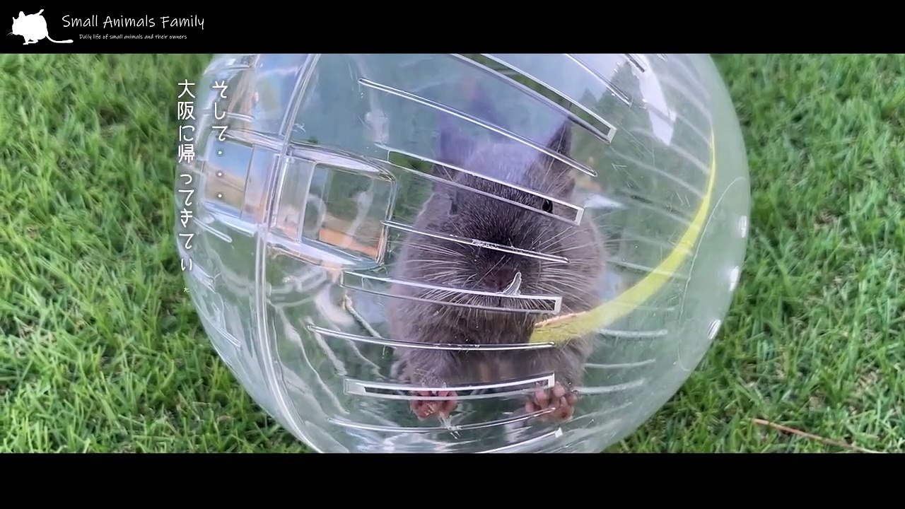 Our degu looks like a nutria.