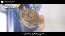 Actions taken by degus to protect their testicles.