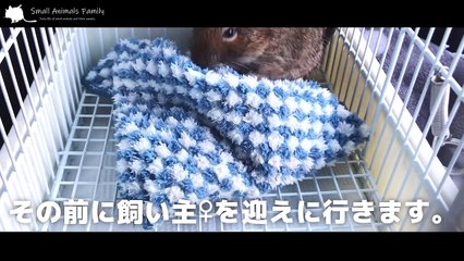 I went to the hospital because my degu was sneezing.