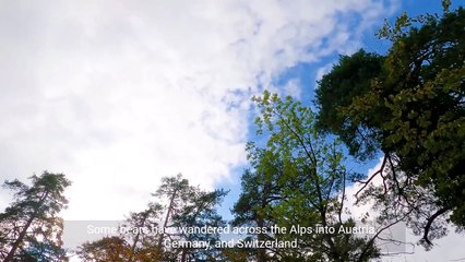 Conservation Efforts Of Brown Bear