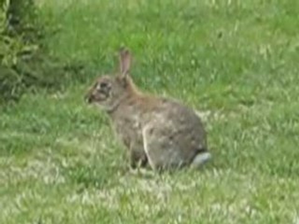 le lapin des guillotes