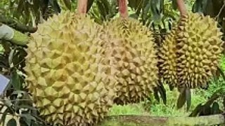 Jenis durian yang cepat berubah di Indonesia