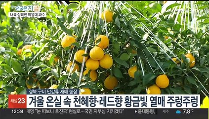 새로운 '고소득 효자작물'…경북, 아열대과수 전략적 재배 나서
