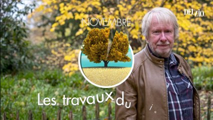 Travaux du jardin - 25 novembre 2023 : les camélias