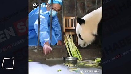 Anne pandanın yavrusuna olan sevgisi