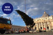 Vatican Christmas tree placed in St. Peter's Square