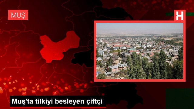 Muş'ta tilkiyi besleyen çiftçi