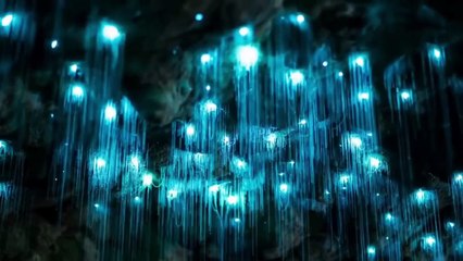 Mê mẩn trước vẻ đẹp kỳ ảo của hang động đom đóm ở New Zealand