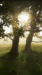 Best Urdu Poetry | Inn Darakhtoon mein koi wasf e khuda wandi hai |Weird Stories