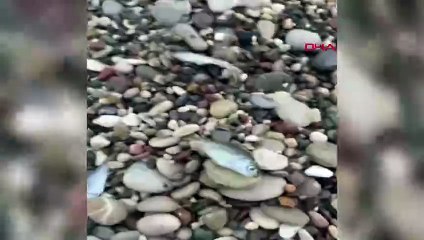 Konyaaltı Sahili'nde Balık Ölümleri