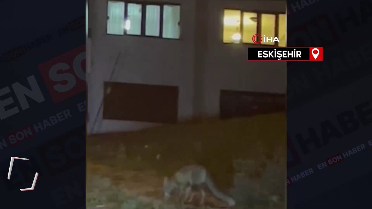 Tilki sokağa indi