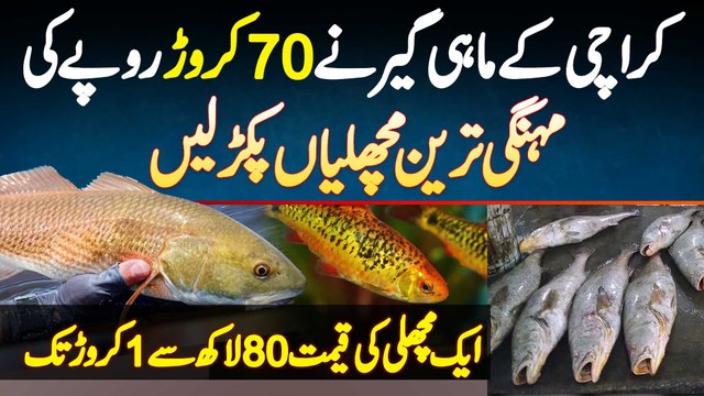 Karachi Ke Fisherman Ne 70 Crore Rupees Ki Expensive Fish Pakar Li - Ek Fish Ki Price 1 Crore Tak