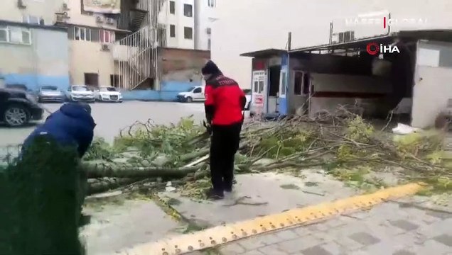 İzmit'te vatandaş devrilen ağacın altında kalmaktan son anda kurtuldu