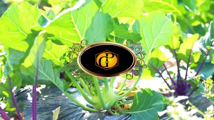 15 Mejores Alimentos con Vitamina E