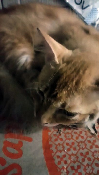 #cat