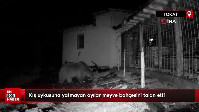 Kış uykusuna yatmayan ayılar meyve bahçesini talan etti