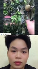 gậy này đạp táo là gặp các cụ