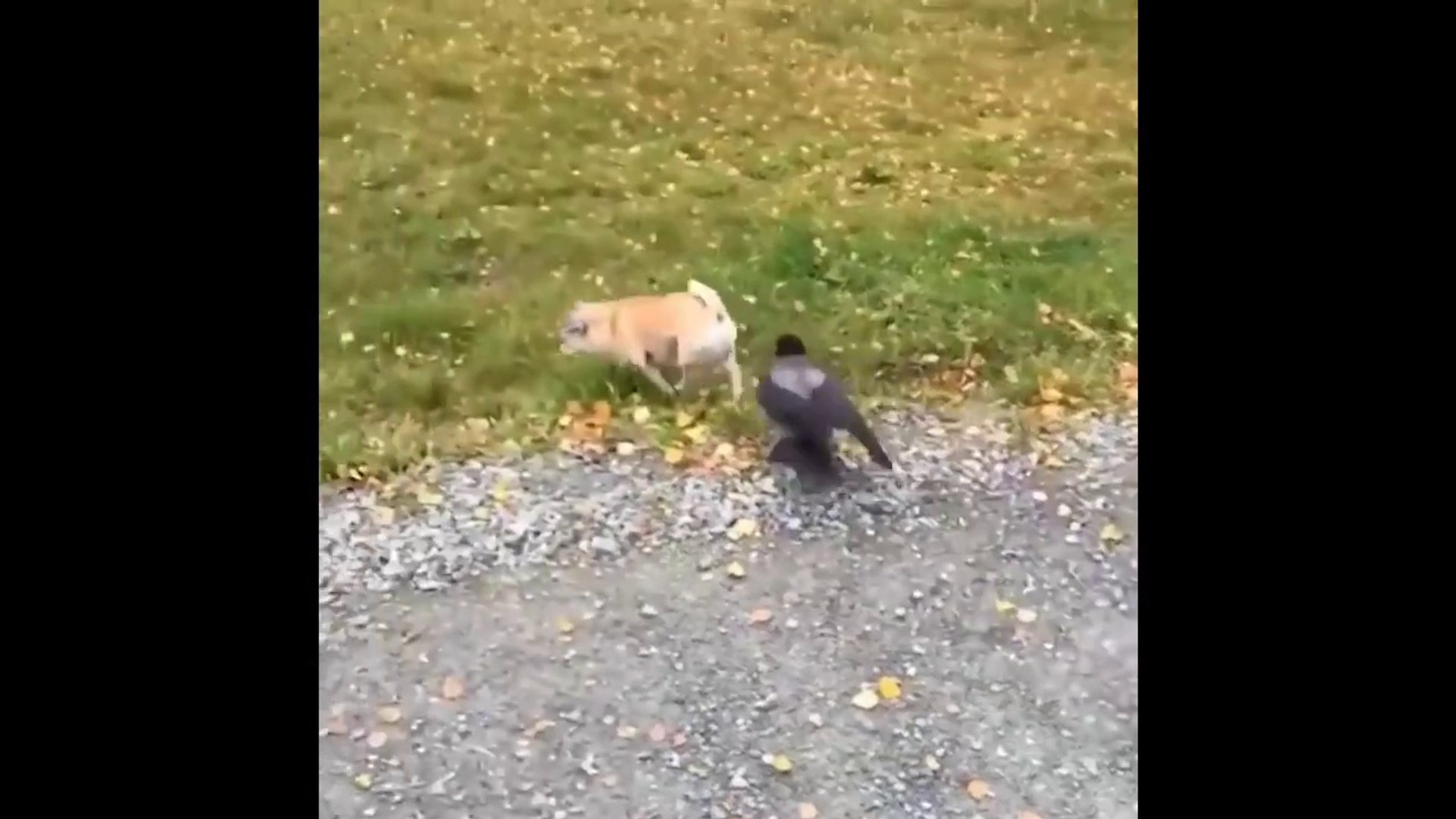 ⁣Awesome Funny Animals Life Videos - Funniest Pets