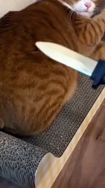 cat shock