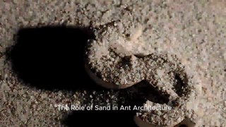 Ants vs Sand Building Structures in the Desert