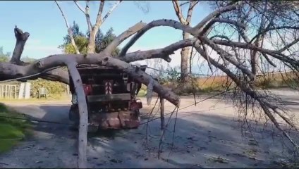 Vento forte a Roma, albero cade su mezzo Ama - Video