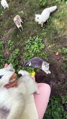 This is what I want when I’m old love cats never