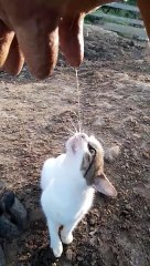 Cat Thirsts For Fresh Cow Milk