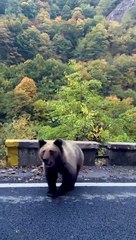Bear Gets Fed From Car Window