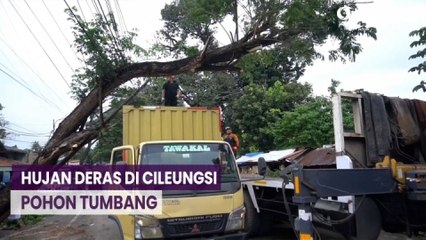 Hujan Deras Akibatkan Pohon Tumbang di Jalan Raya Cileungsi - Jonggol