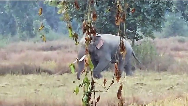 कटघोरा वनमण्डल में हाथियों का उत्पात जारी, देखें वीडियो